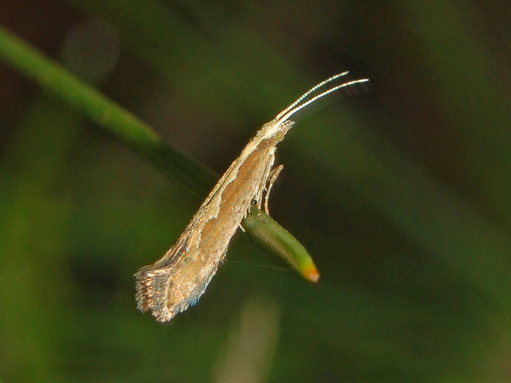 Microlepidottero da identificare - Plutella xylostella